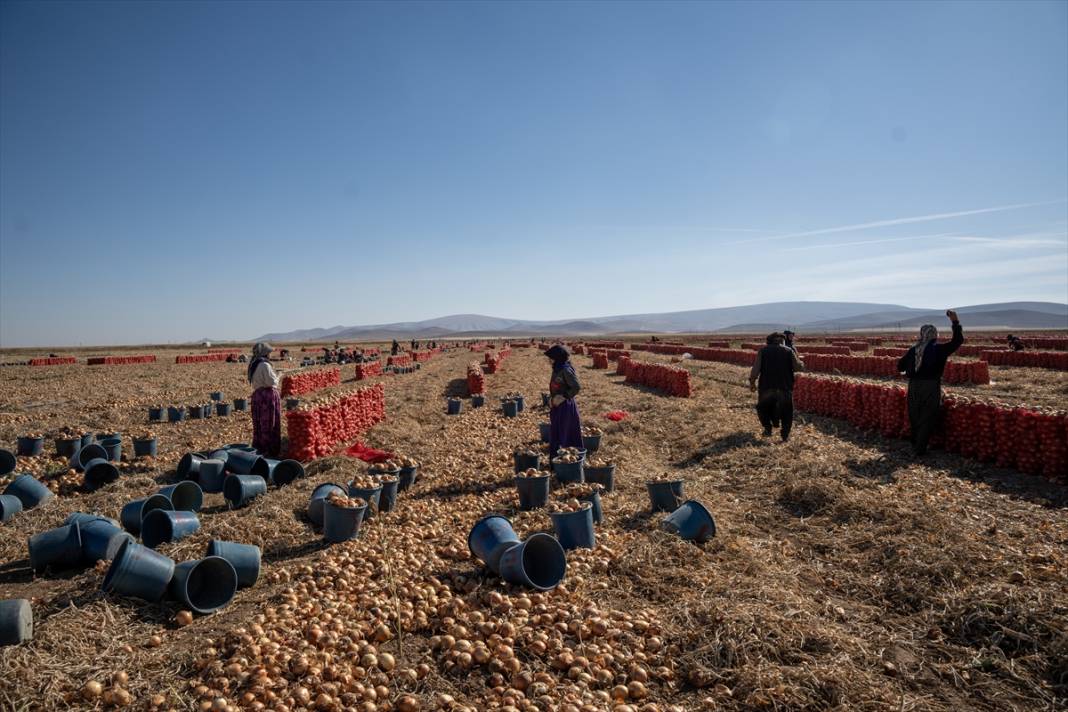 Konya Ovası’nda tablo gibi hasat 23